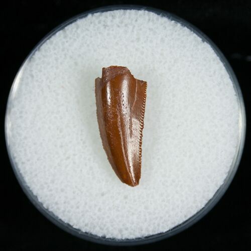 Raptor Tooth From Morocco - #6903